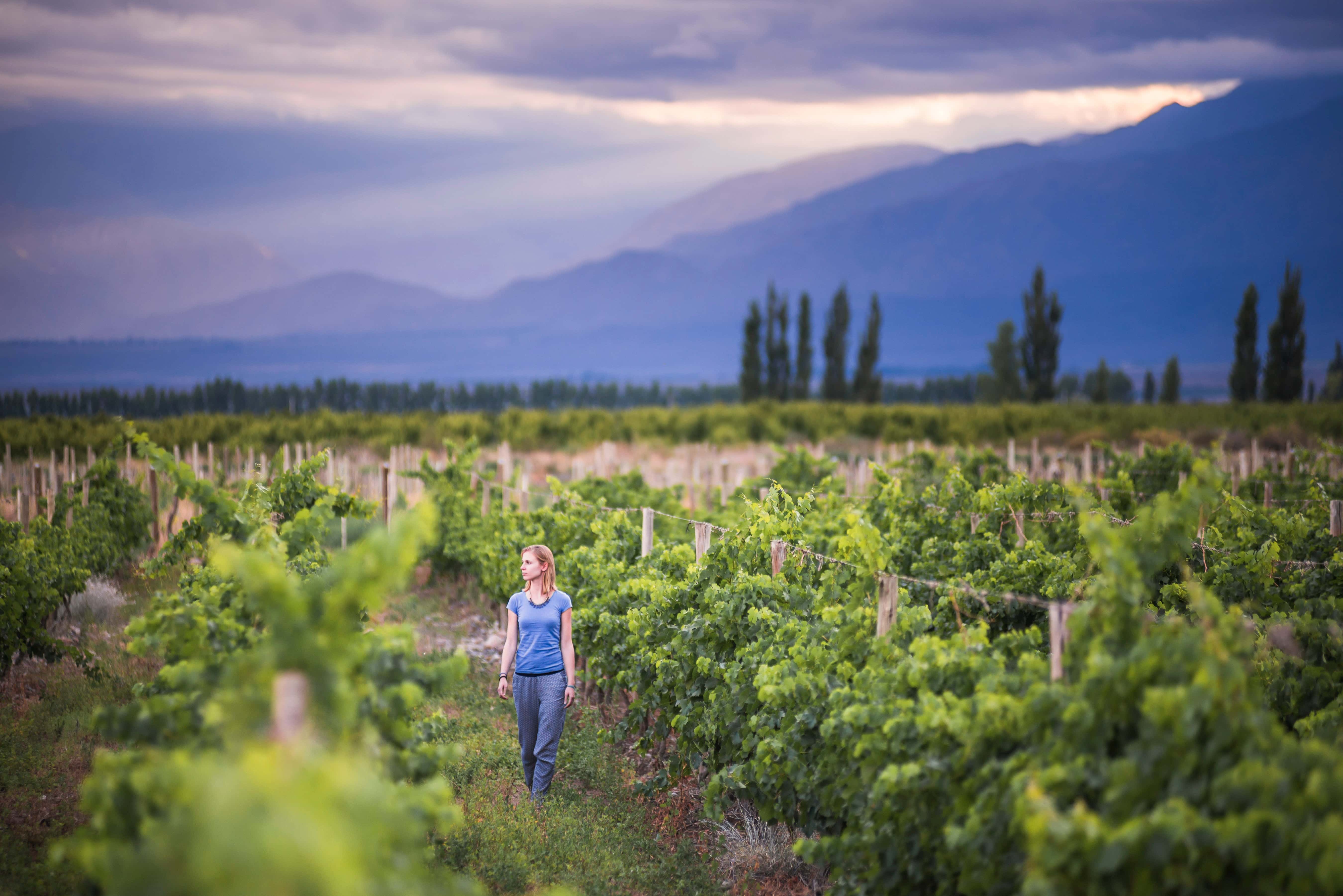 Vineyard