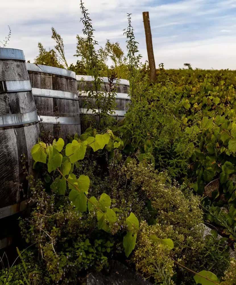 Weathered wooden wine barrels partially covered by lush vineyard foliage, set against a backdrop of green vines and a cloudy blue sky.