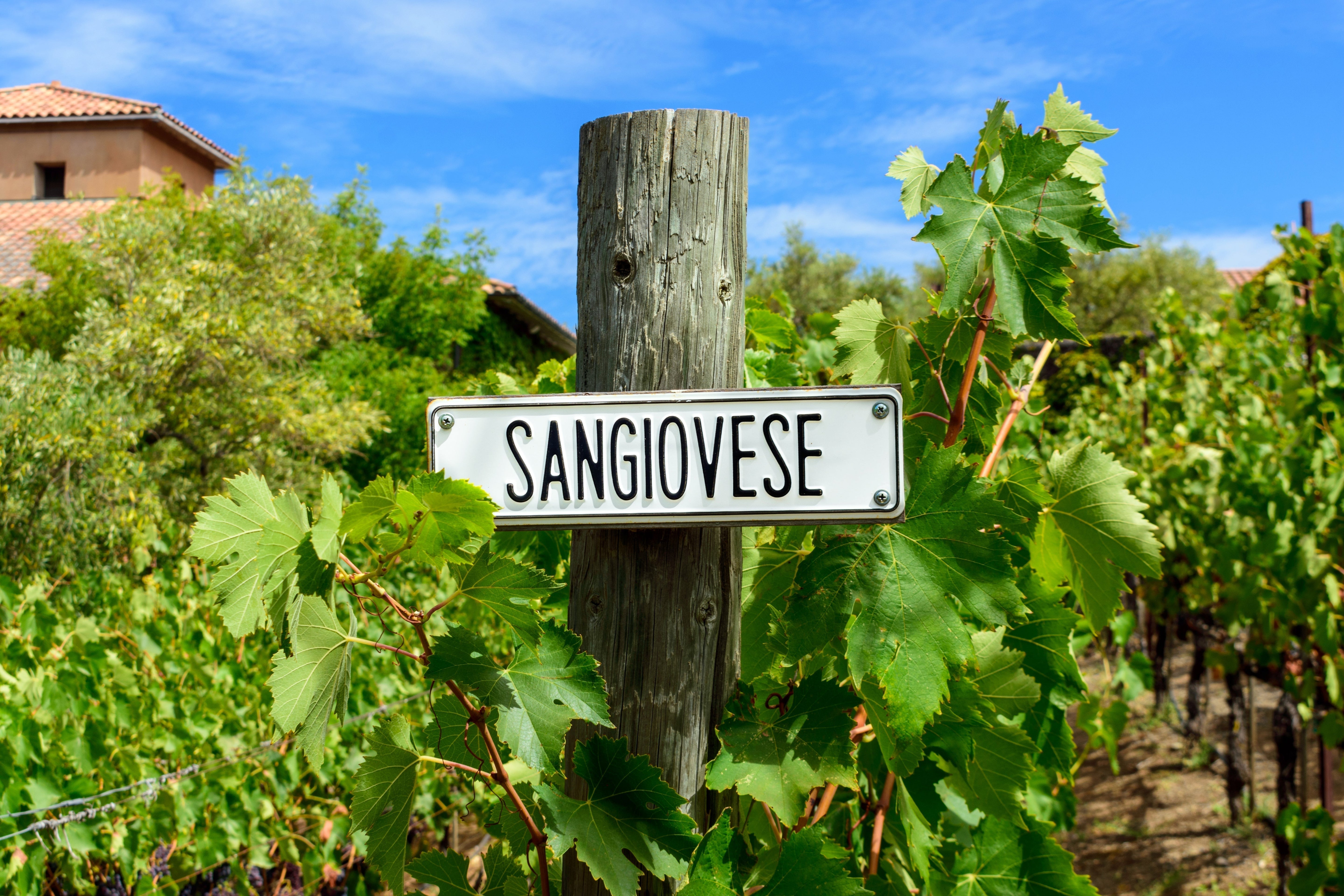 sangiovese vineyard